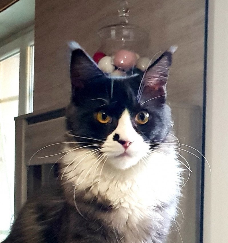 Pandemonium Sia Femelle Maine coon Pandemonium Sia Femelle Maine coon