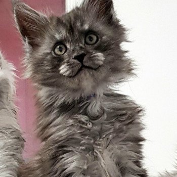 chaton Maine coon black smoke Tabatha Black Chatterie Pandemonium