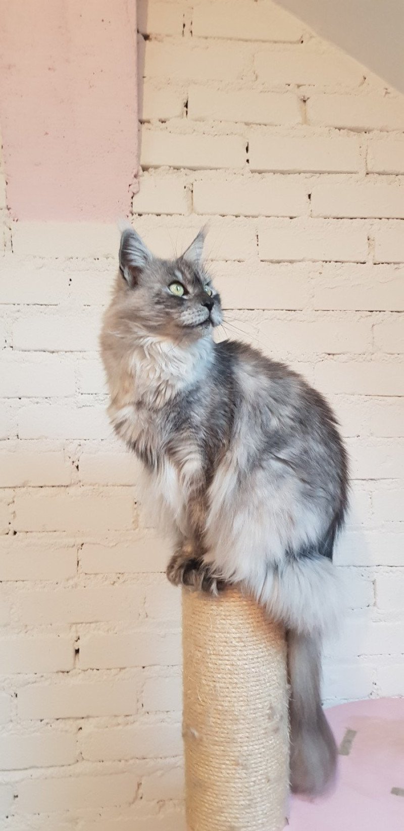 Pandemonium Tallulah Blue Femelle Maine coon Pandemonium Tallulah Blue Femelle Maine coon