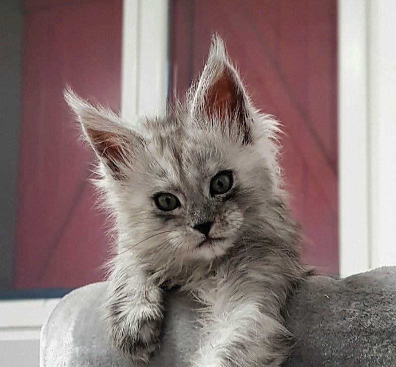Pandemonium Tallulah Blue Femelle Maine coon Pandemonium Tallulah Blue Femelle Maine coon