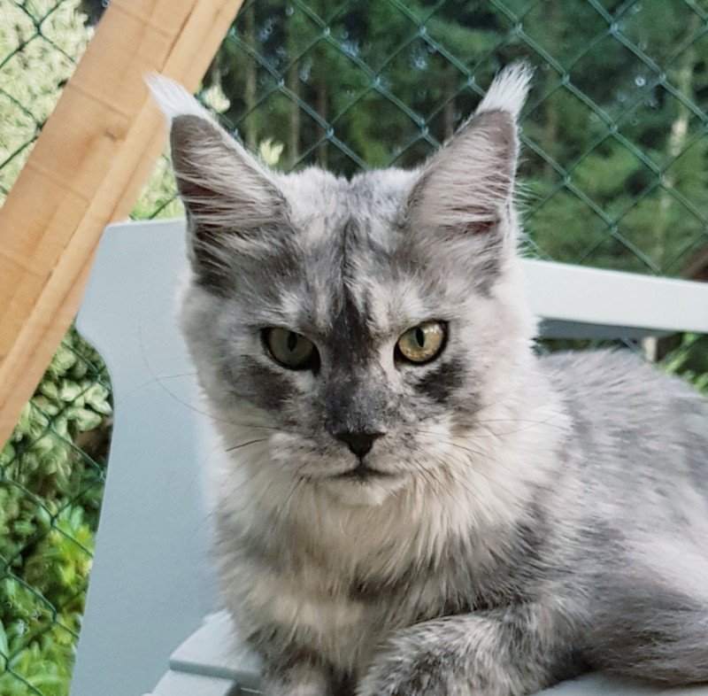 Pandemonium Tallulah Blue Femelle Maine coon Pandemonium Tallulah Blue Femelle Maine coon