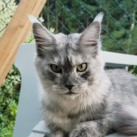 Pandemonium Tallulah Blue Femelle Maine coon