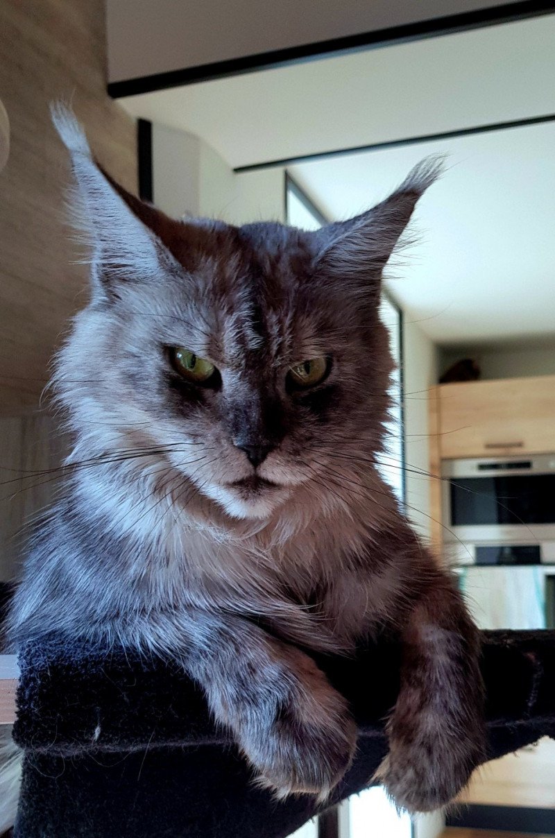 Pandemonium Tallulah Blue Femelle Maine coon Pandemonium Tallulah Blue Femelle Maine coon