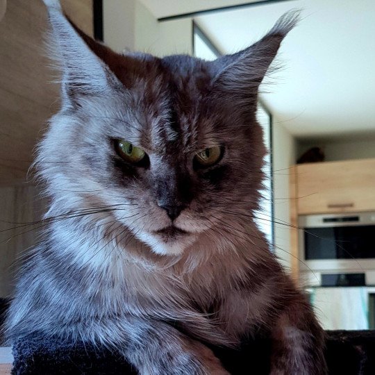 Pandemonium Tallulah Blue Femelle Maine coon