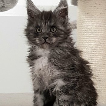 chaton Maine coon black smoke Tatiana Silver Chatterie Pandemonium