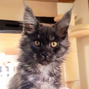 chaton Maine coon black smoke Tatiana Silver Chatterie Pandemonium