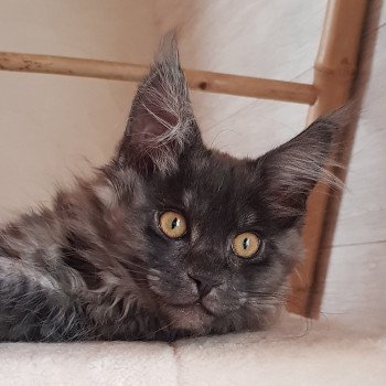 chaton Maine coon black smoke Tatiana Silver Chatterie Pandemonium