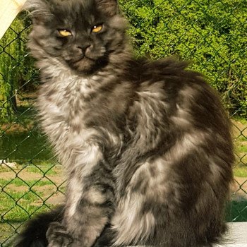 chaton Maine coon black smoke Tatiana Silver Chatterie Pandemonium