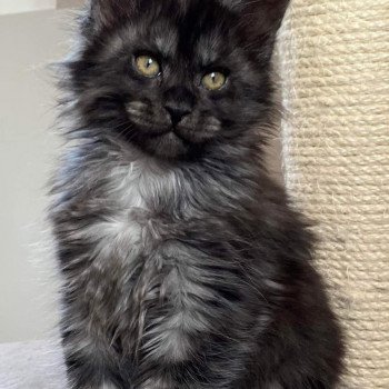 chaton Maine coon black smoke Thallium Chatterie Pandemonium