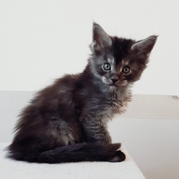 chaton Maine coon black smoke Tinder Chatterie Pandemonium