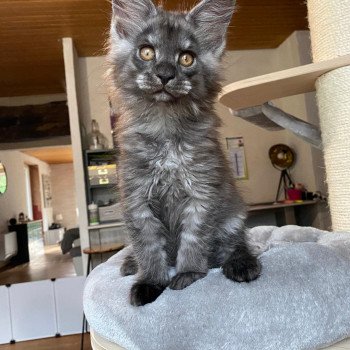 chaton Maine coon black smoke Tinder Chatterie Pandemonium