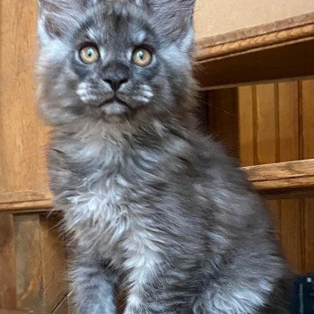 chaton Maine coon black smoke Tinder Chatterie Pandemonium