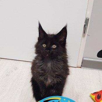 chaton Maine coon black Titanium Chatterie Pandemonium