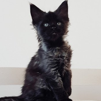 chaton Maine coon black smoke Thanatos Chatterie Pandemonium