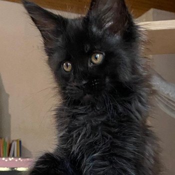 chaton Maine coon black Thanatos Chatterie Pandemonium