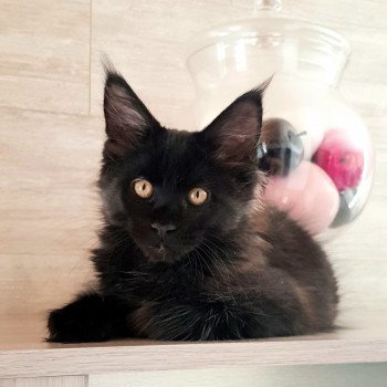 chaton Maine coon black Thanatos Chatterie Pandemonium