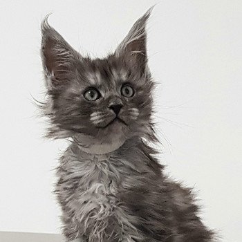 chaton Maine coon black smoke Tsvetlana White Chatterie Pandemonium