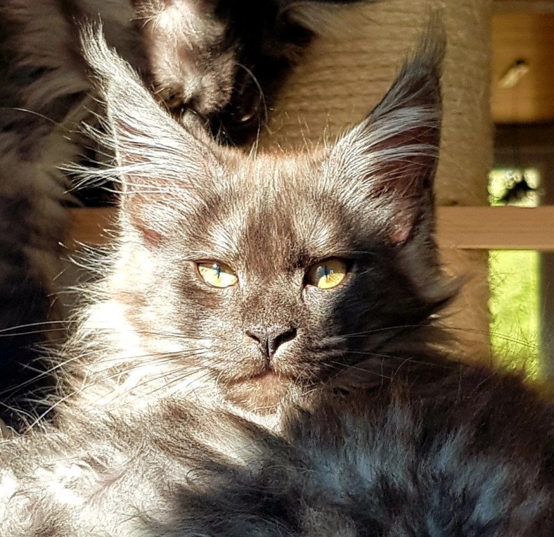 Pandemonium Tsvetlana White Femelle Maine coon