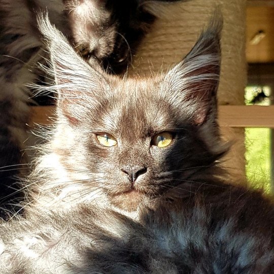 Pandemonium Tsvetlana White Femelle Maine coon